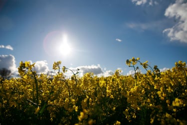 Biodiversity Net Gains - How Can Developers Meet the New Requirements?