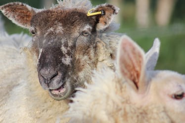 All’s wool that ends wool; INTELLECTUAL PROPERTY PROTECTION for Gower salt marsh lamb