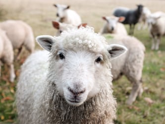 Advice for farmers on Environment Agency inspections
