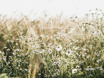 Planning implications of Biodiversity Net Gain Enhancements for developers and landowners