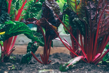 How farm diversification can put energy behind the battle against climate change