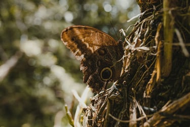 Moth and mansions: why accuracy and honesty is the best policy when selling a property