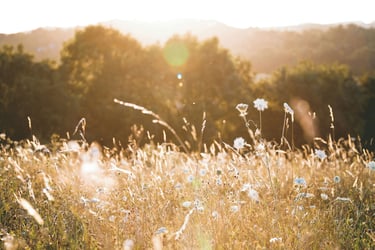 Nature Restoration Fund: Opportunities and challenges for landowners