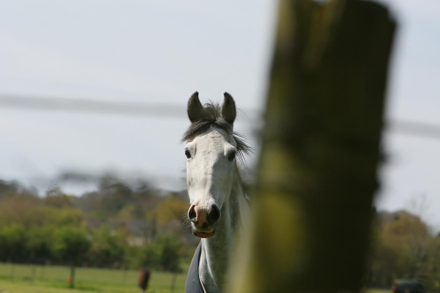 Farmers Weekly Business Clinic: Who’s at fault if an animal strays onto my farmland?
