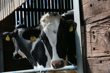 BIAC to assess diversification opportunities for Welsh farmers