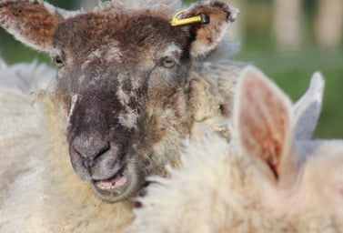 Sheep on farm