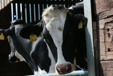 Cows at farm