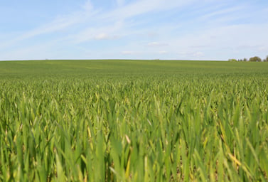 Wheat field