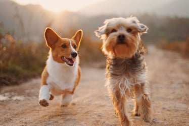 Farmers needn’t find themselves in the dog house over diversification plans