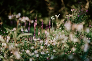 Defra issues guidance on biodiversity net gain for developments