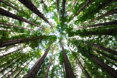 Environmental claims subject to scrutiny under updates to national guidance