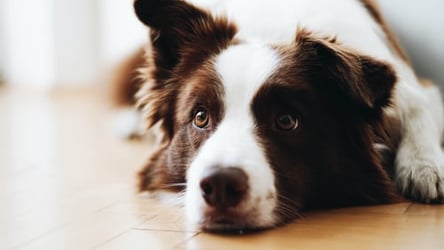 Who keeps the family pet in a divorce?
