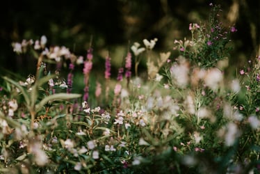 Government introduces reforms to environmental regulation