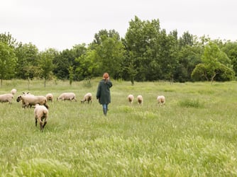 Defra announces return of SFI scheme for farmers in 2026