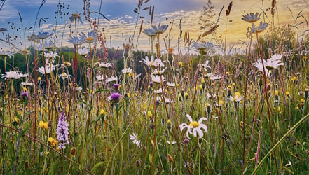 Unlocking Natural Capital benefits post-sale through overage