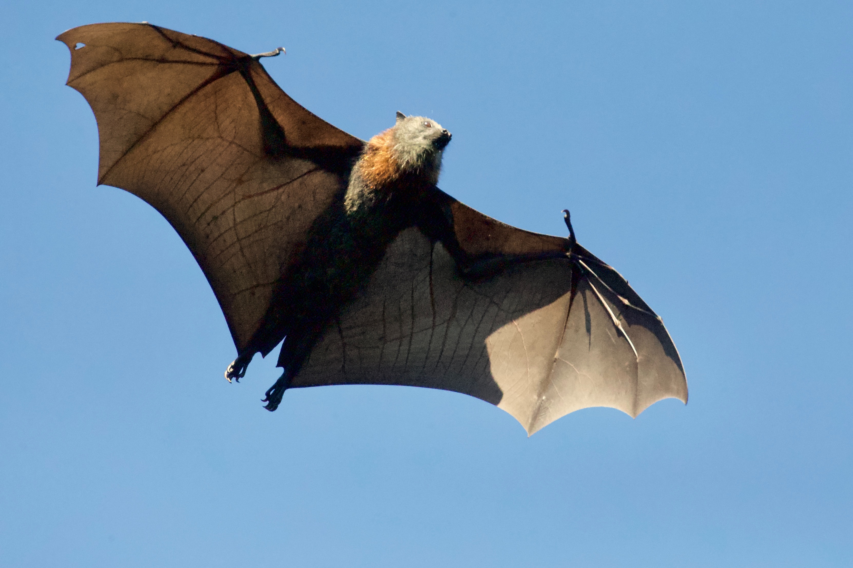 The perils of breaching habitats and wildlife regulations - developers beware