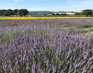 Thrings Eats with…Nick Butler, The Lavender Fields