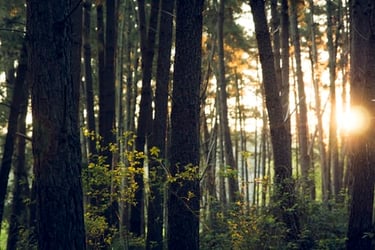 If a development isn’t green, it won’t be seen: Why sustainability now tops the agenda for planning decision-makers