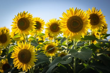 Biodiversity Net Gain – the great unknowns and challenges ahead