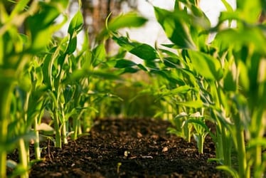 Oxford Farming Conference: Routes to Resilience
