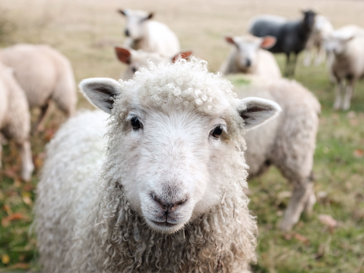 Clarkson’s Conundrums: What can farmers do to protect against theft on their land?