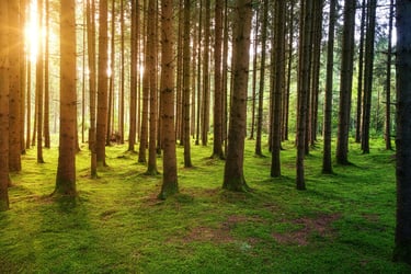 Payments for new woodlands on farmland set for 45% increase