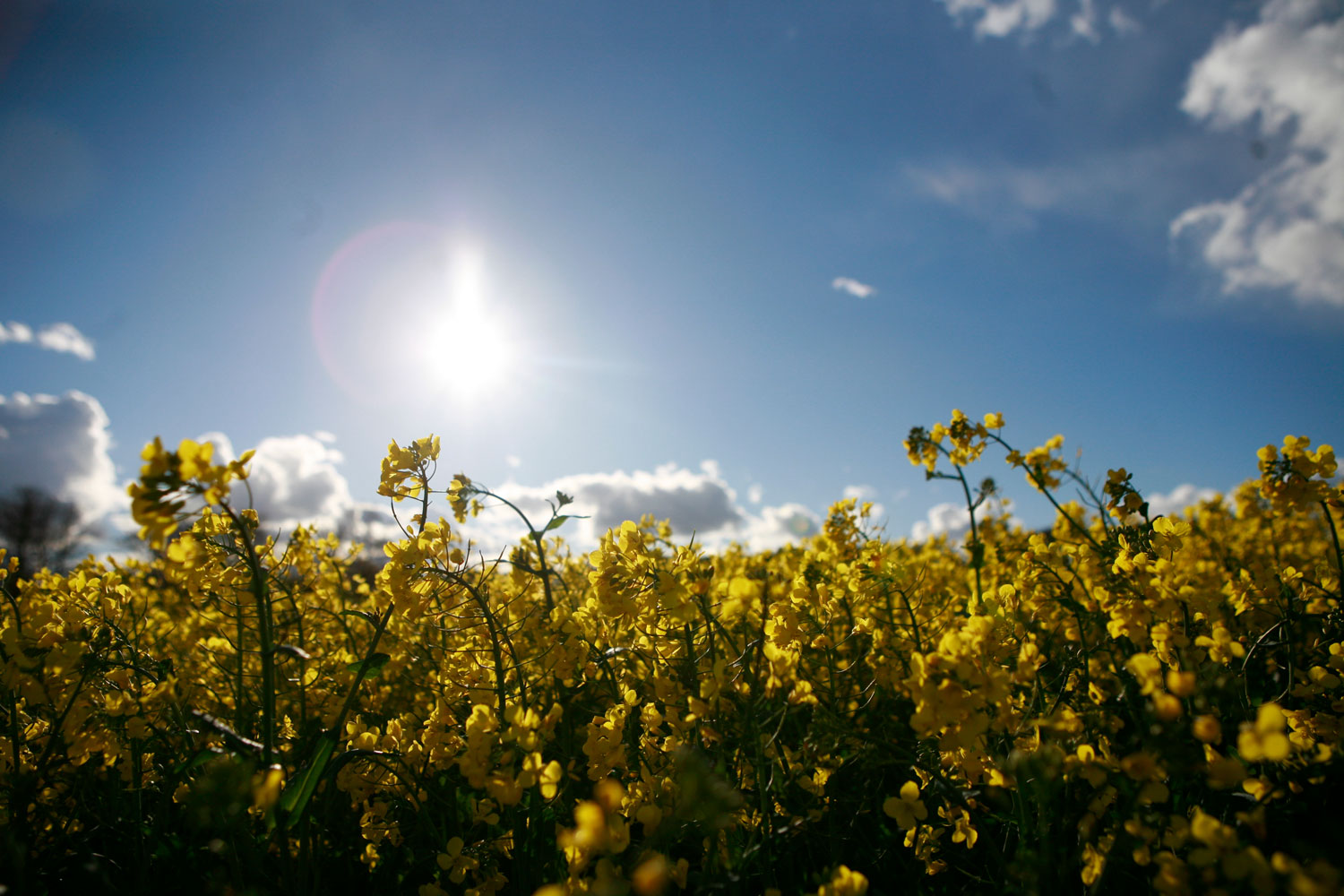 Agriculture thrings diverse bio-diversity