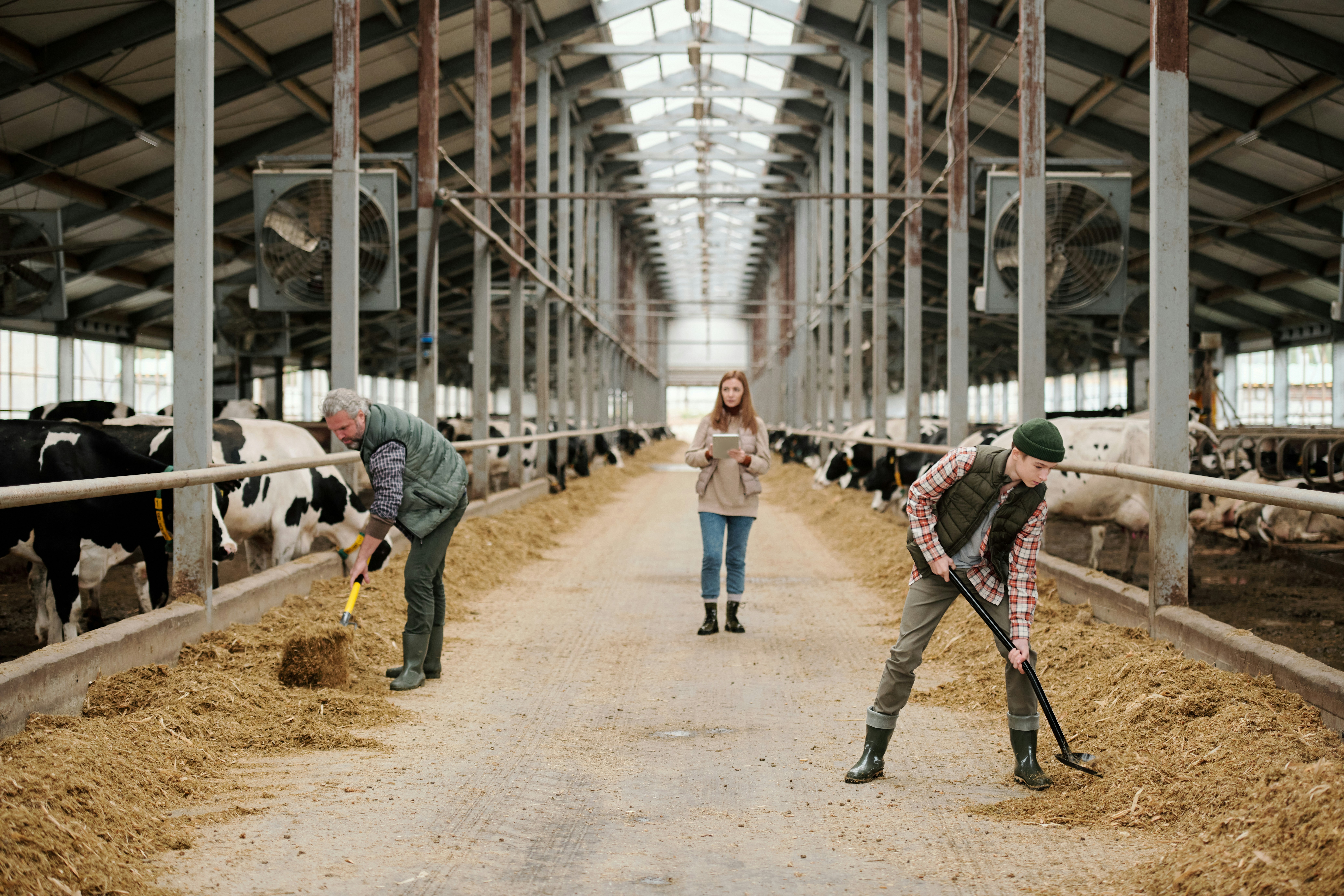 People sweeping hay in a large barn with cows down either side