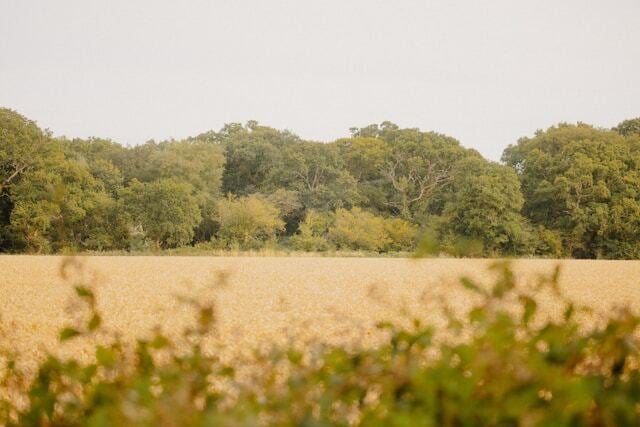 a green field with trees