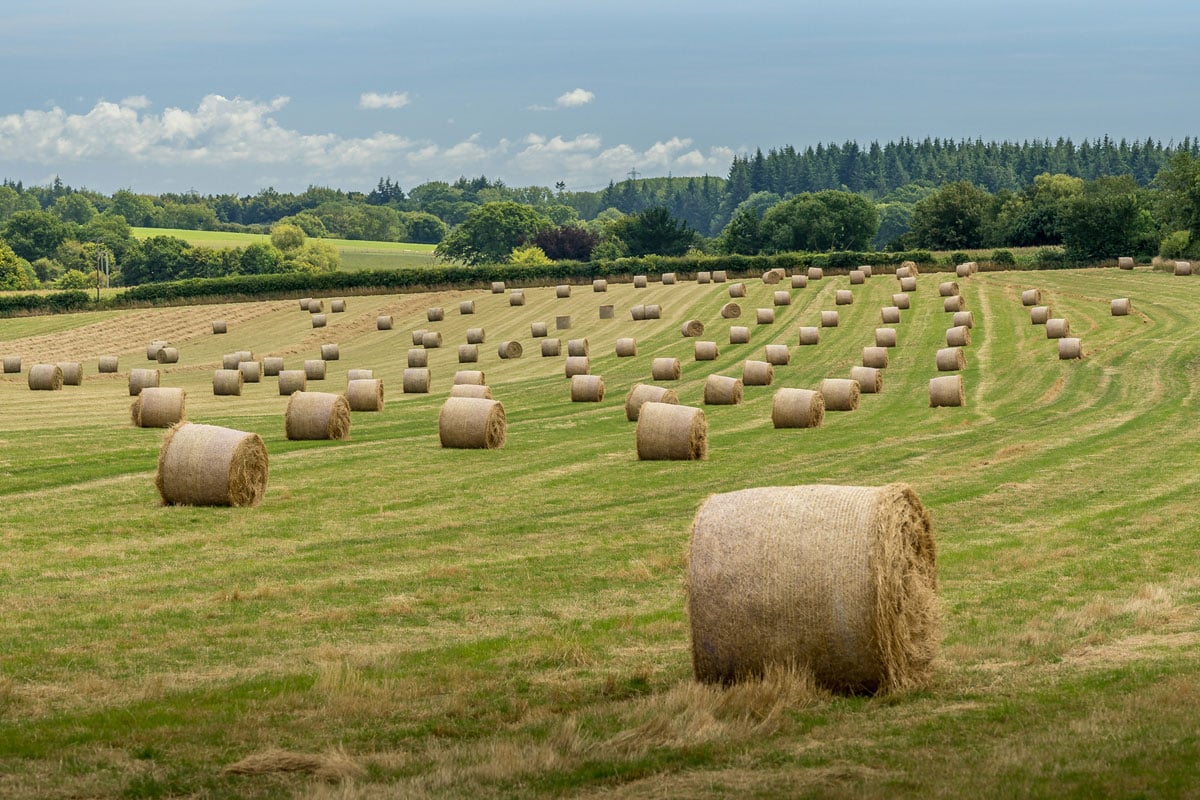Hay bails on farm
