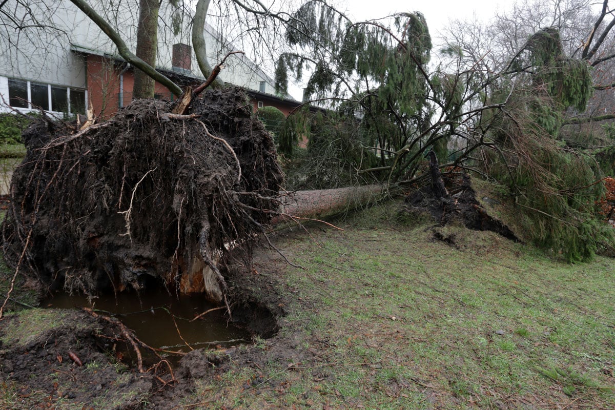 fallen tree cut for cables