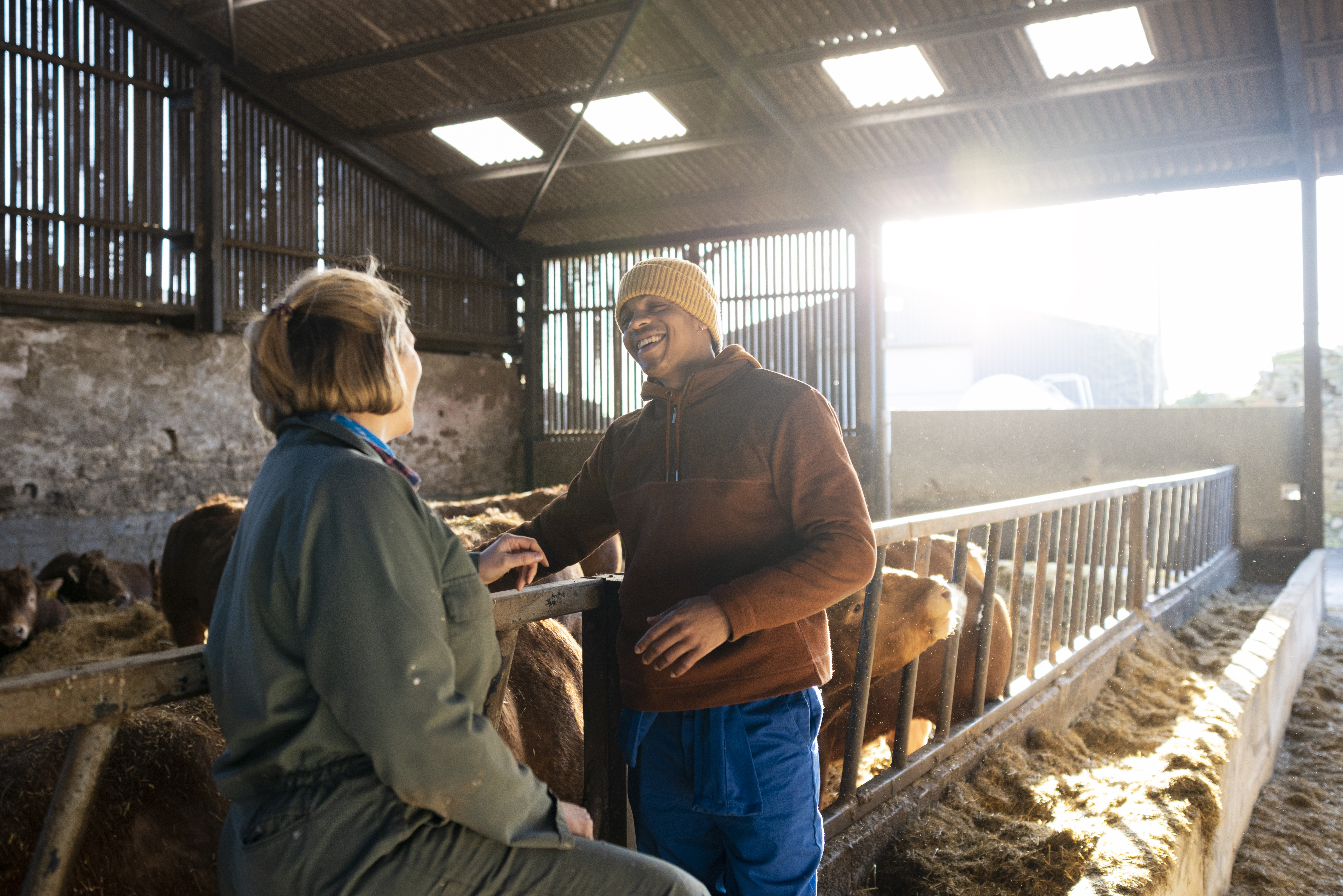 Two people talking next to cows in barn