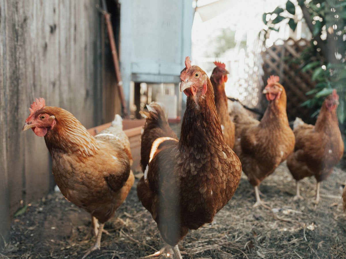 chickens for Fridays LTD