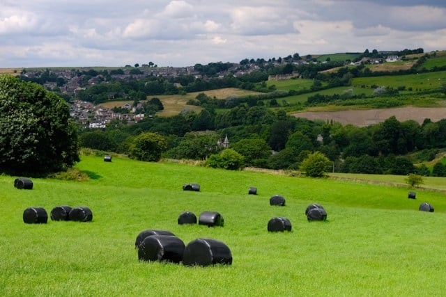 Field of haybales 