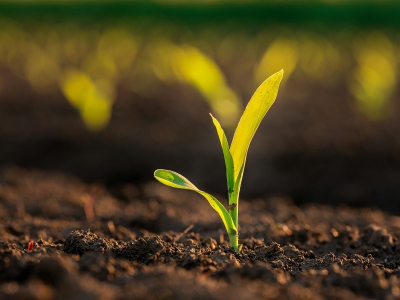 Regenerative farming - Thrings Farms Regenerative farming - Thrings Farms