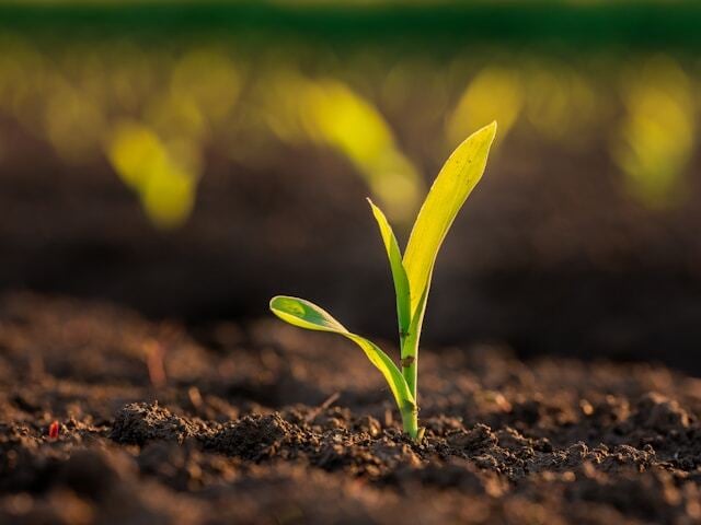 a green shoot in soil
