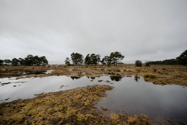 Flood on Marshland