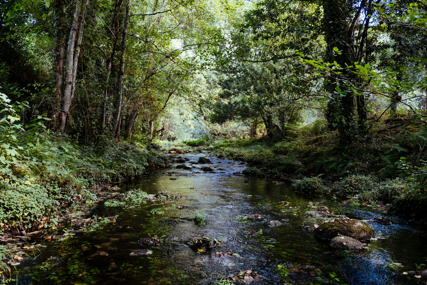 Sustainable Drainage: Moving Water Without the Tears