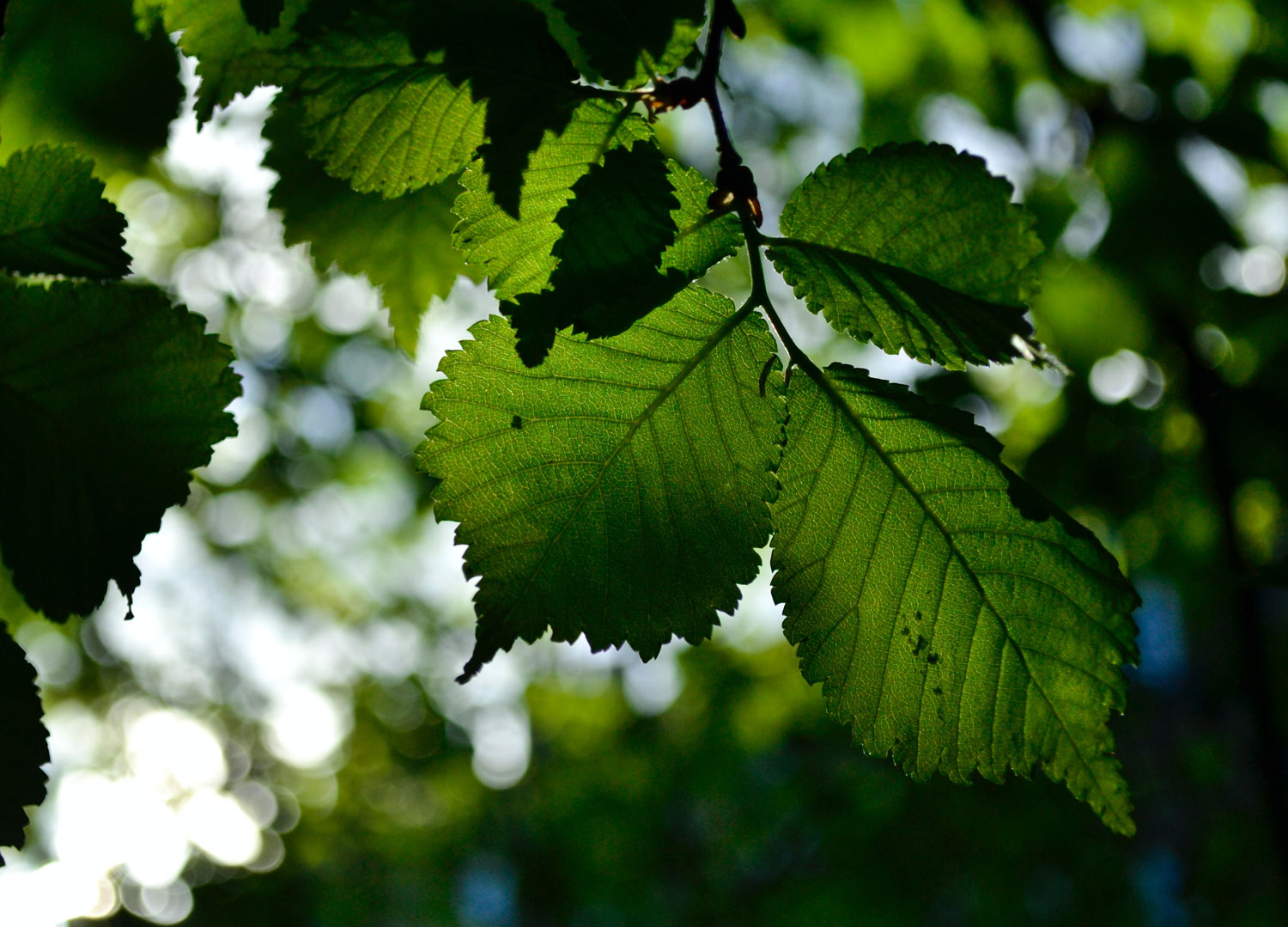 Thrings Conservation and clean energy