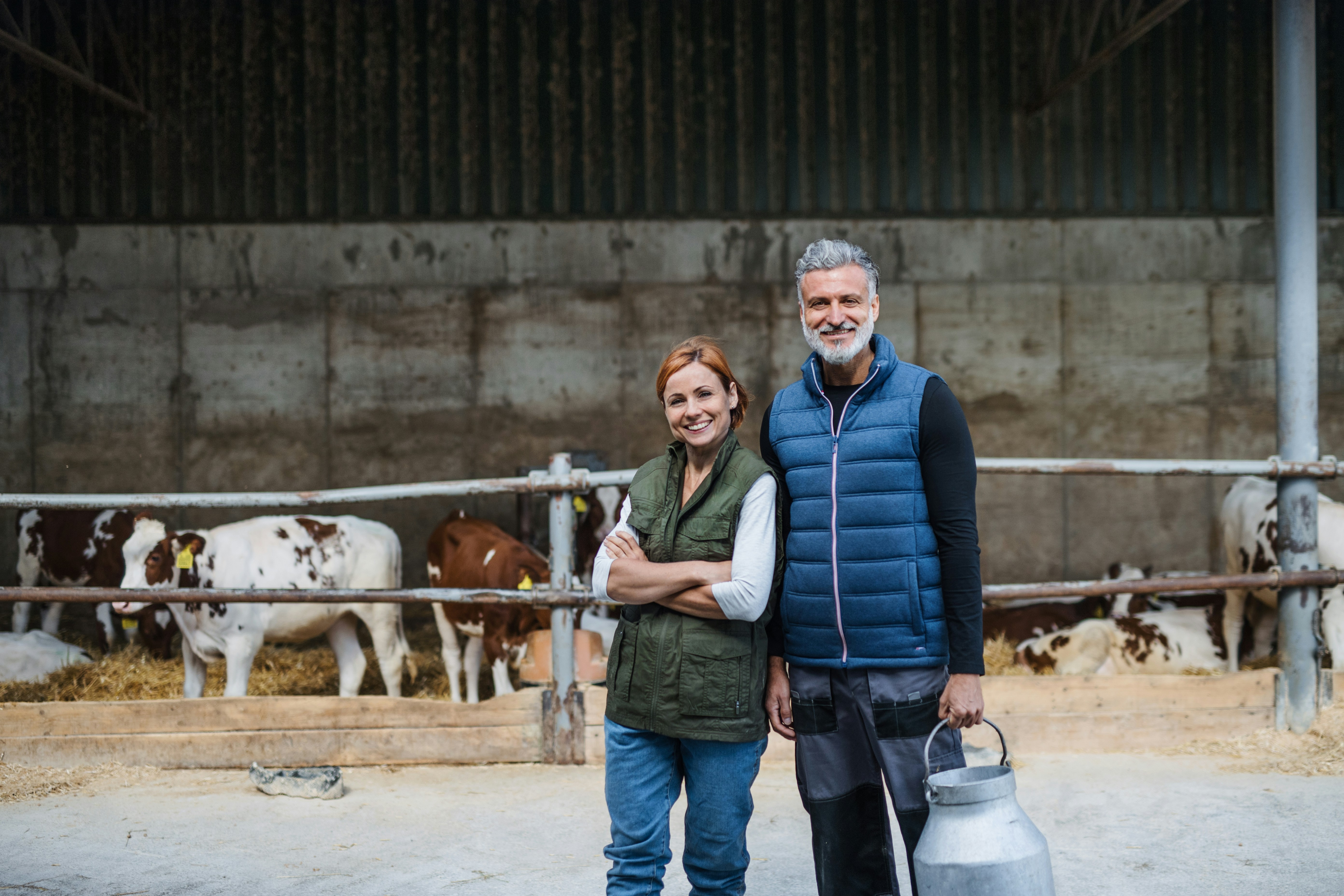 Two farmers and some cows