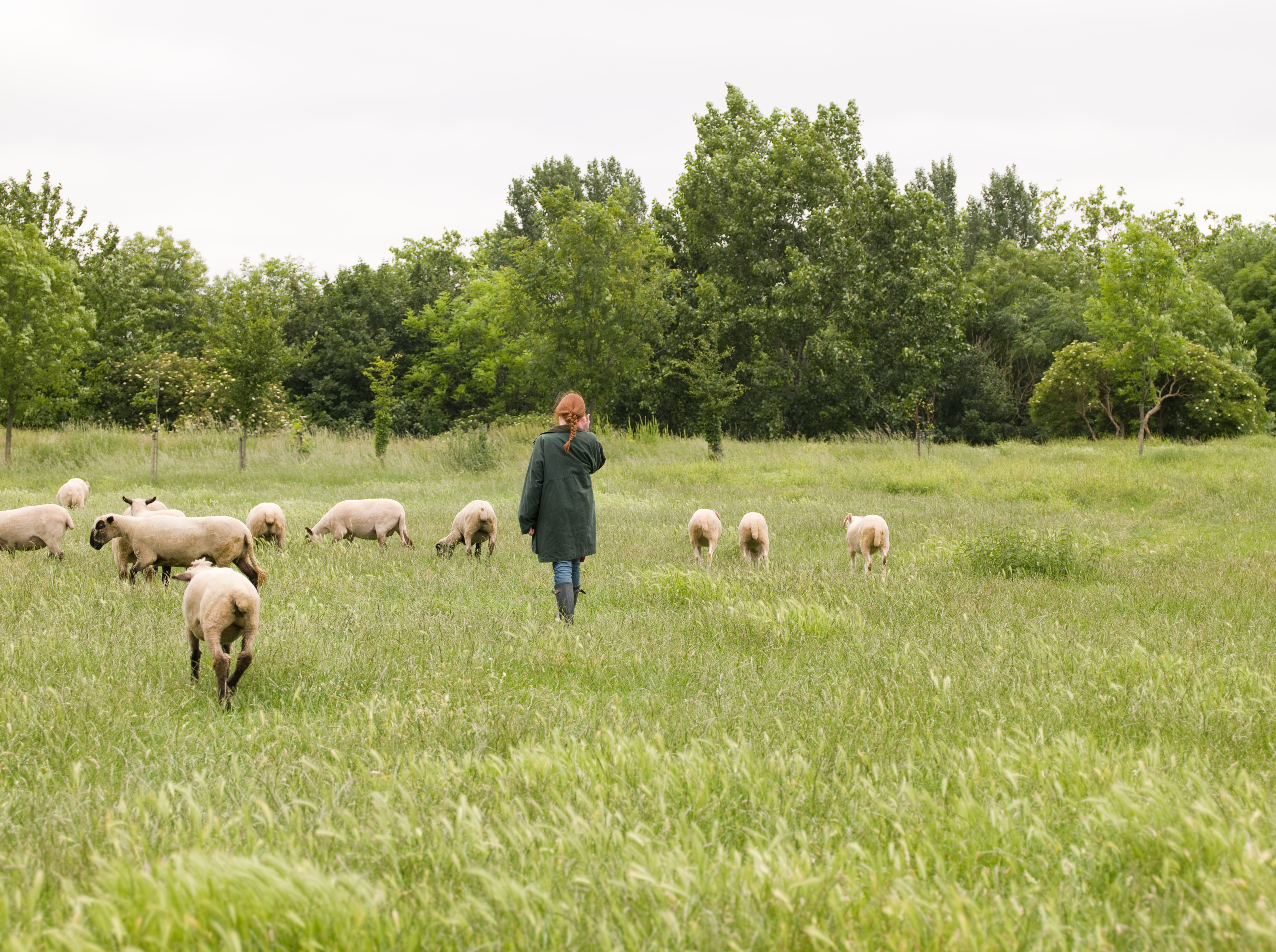 a farmer and sheep in a field