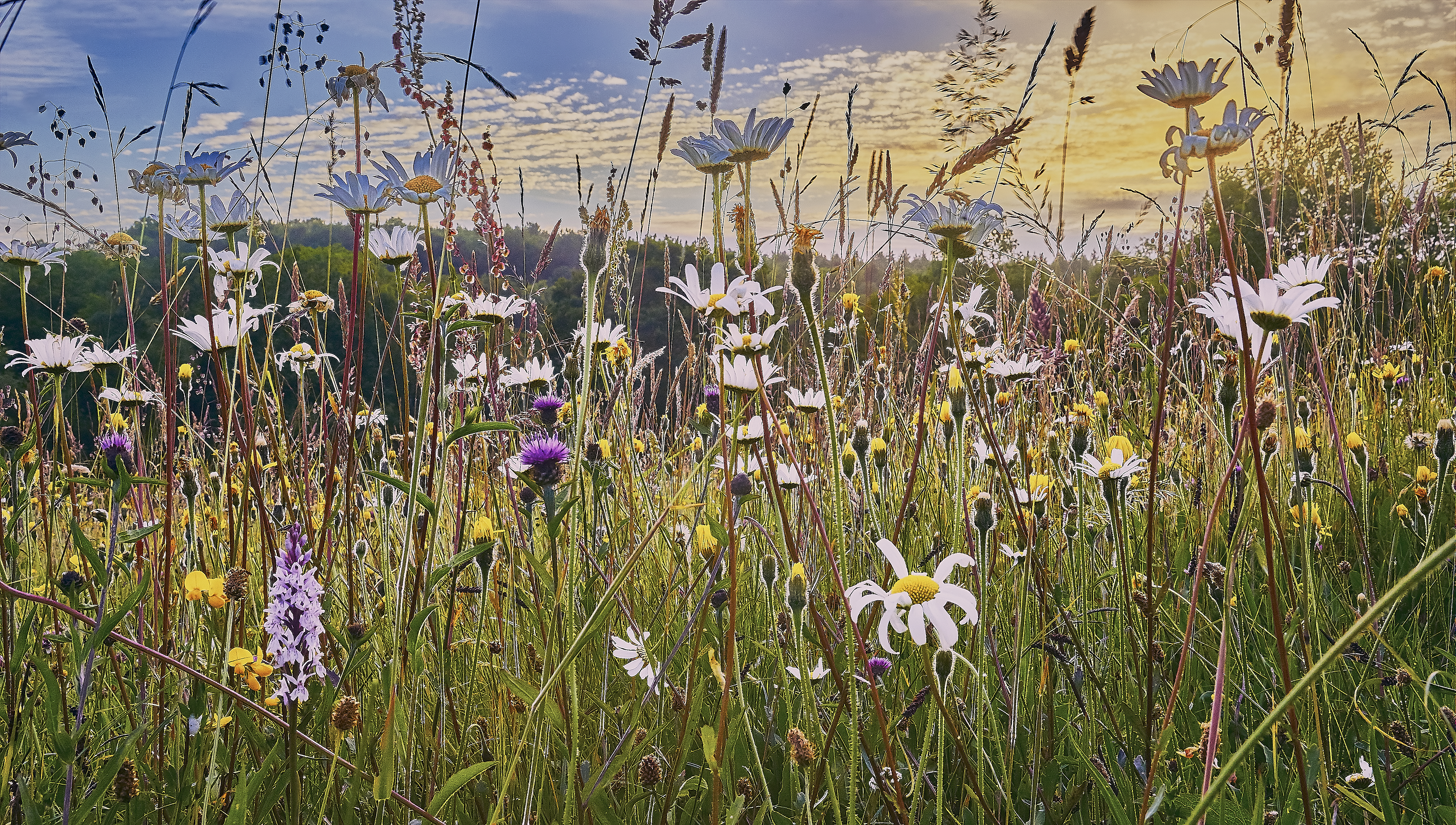 a field with purple flowers