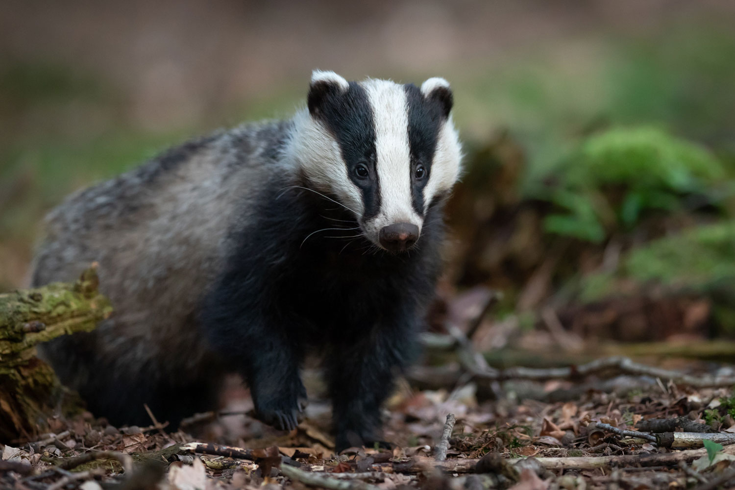 Thrings Farms - Clarkson’s Conundrums – can farmers get the better of badgers?